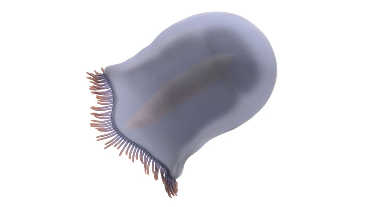 Půl miliardy let staré medúzy patřily k vládcům kambrických moří